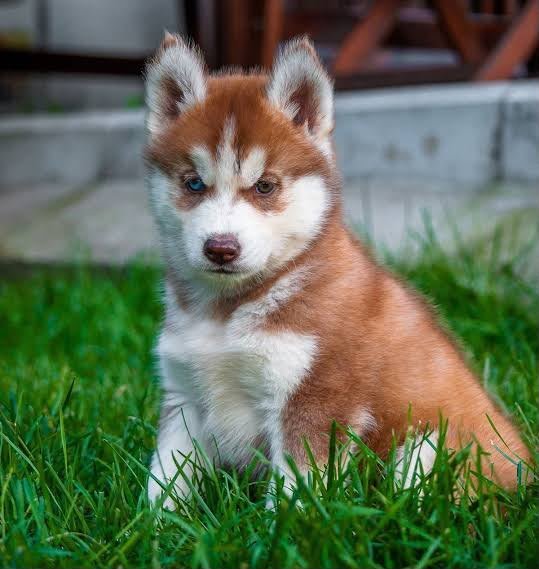 Siberian Husky angle 3